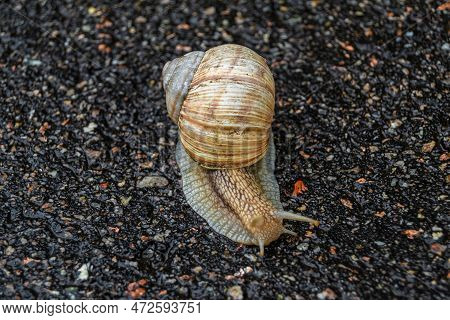 Big Garden Snail In Shell Crawling On Wet Road Hurry Home