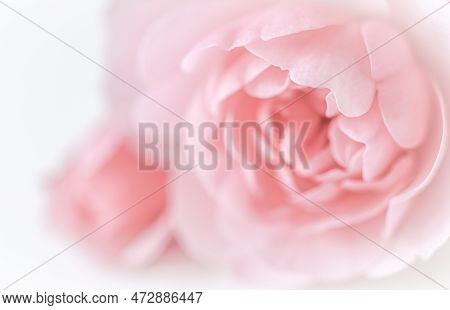 Pale Pink Rose Flower Isolated On White Background. Soft Focus