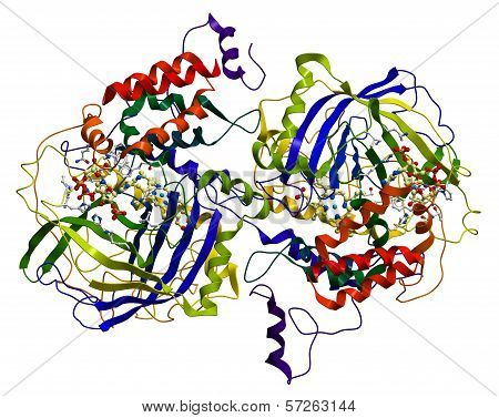 Enzyme Catalase, A Very Important Antioxidant In Organism