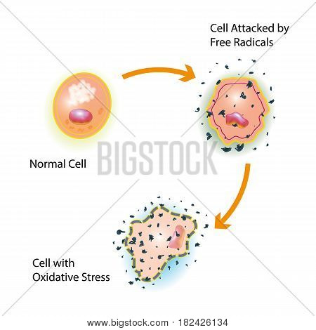 Oxidative stress of a healthy cell caused by an attack of free radicals