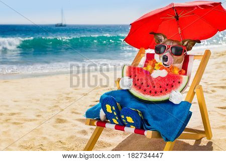 Dog Siesta On Beach Chair