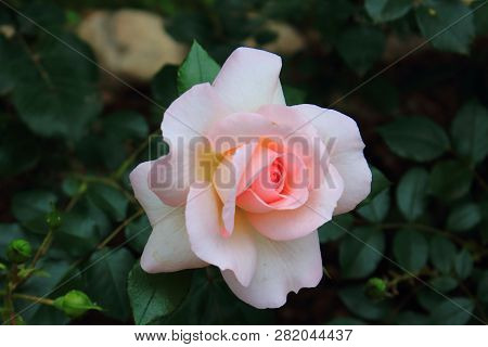 Beautiful big pale pink rose on blured background. White rose on the bush. Delicate rose macro. Tea-rose in the garden with bokeh. Caring for garden roses. Roses for calendar