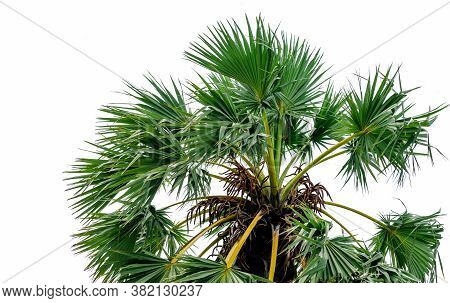 Sugar Palm Or Tala Palm (borassus  Flabellifer) Tree And Green Leaves Isolated On White Background. 