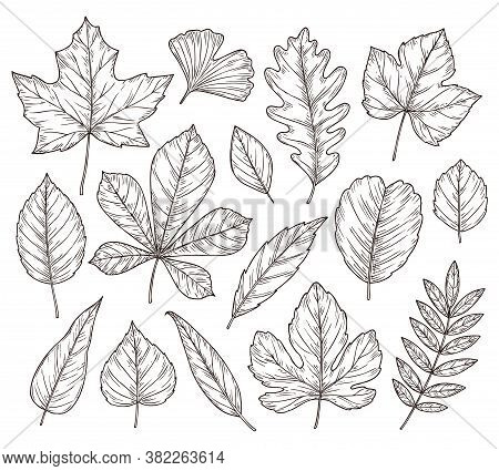 Sketch Autumn Leaves. Fall Leaf, Hand Drawn Vintage Foliage Element. Isolated Forest Maple Oak Rowan