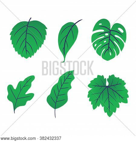 Leaf Set. Leaf Icon. Green Leaf Vector Set. Leaf Icon Vector. Leaves. Leaf Vector Icon. Green Nature