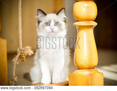 Two Month Old Ragdoll Kitten At Home