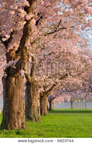 満開の桜の行