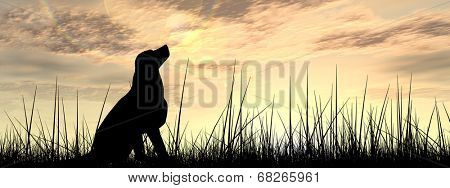 Concept or conceptual young beautiful black cute dog silhouette in grass or meadow over a sky at sunset landscape background banner