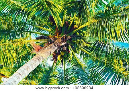 Palm tree crown with coconuts top view from ground. Coco palm leaf vivid digital illustration. Tropical vacation background. Coconut fruit on palm tree. Exotic island holiday travel banner or poster