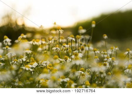 Chamomile flowers field wide background in sun light. Beautiful nature scene with blooming medical chamomiles. Alternative medicine. Chamomile Spring flower background Beautiful meadow