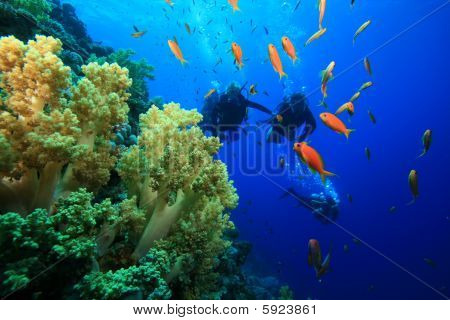 Scuba Diving on a coral reef