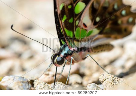 Close Up Tailed Jay Butterfly With Have Green Spots On Wings