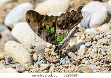 Close Up Tailed Jay Butterfly With Have Green Spots On Wings