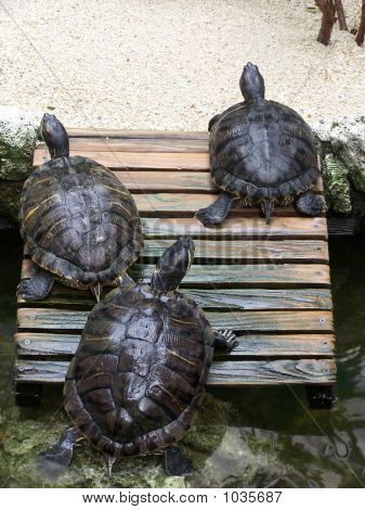 Turtles Climbing