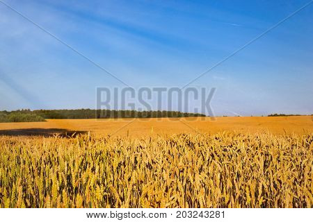 Harvesting Wheat Ears. Field Of Agricultural Farm