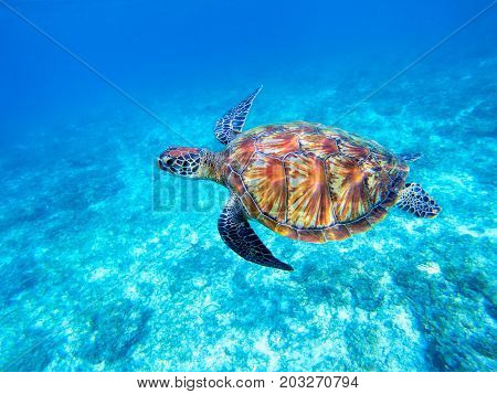 Green sea turtle in shallow seawater. Big green sea turtle closeup. Marine species in wild nature. Turtle in tropical sea. Tortoise photo. Big turtle swims. Aquatic animal underwater. Tortoise shell