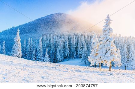 Mysterious winter landscape majestic mountains in winter. Magical winter snow covered tree. Winter road in the mountains. In anticipation of the holiday. Dramatic wintry scene. Carpathian. Ukraine