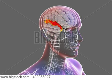 Human Brain Body Image & Photo (Free Trial) | Bigstock image.