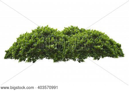 Green Bush Isolated On White Background. Environment, Botany