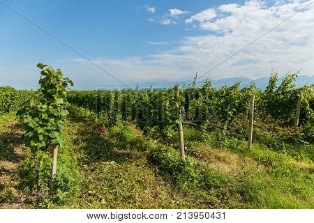 Vineyards of wine area of Georgia Kakheti, Kvareli wineyards close to Caucasus mountain range. Vineyards in the Kakheti region, Georgia, Caucasus