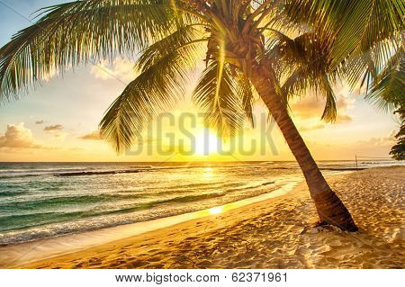 Beautiful sunset over the sea with a view at palms on the white beach on a Caribbean island of Barbados