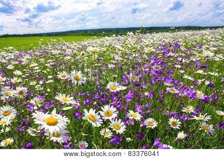 Summer Landscape With The Blossoming Meadow With Flowers