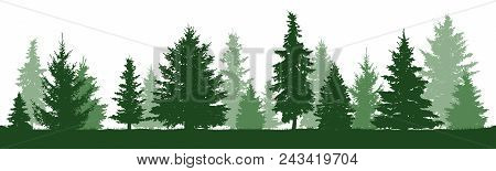 Coniferous Forest, Vector Silhouette. Trees Pine, Fir, Spruce, Christmas Tree. Isolated Trees On A W