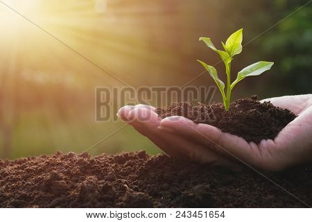 Closeup Hand Of Person Holding Abundance Soil With Young Plant In Hand   For Agriculture Or Planting