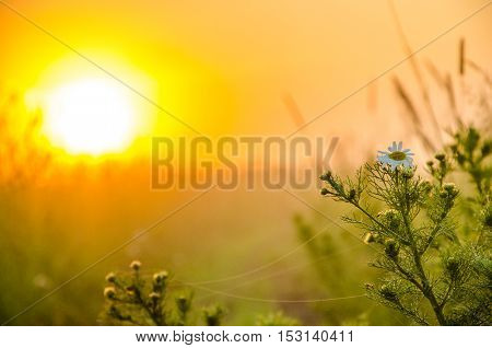 thick morning fog in the summer forest. thick morning fog in the forest at pond. Morning landscape in summer thick fog. dense fog in the morning.  early morning. forest hiding in the fog. forest path