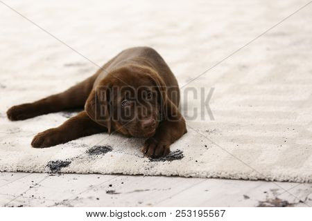 Cute Dog Leaving Muddy Paw Prints On Carpet