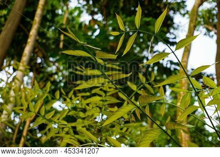 Ash Leaves In The Tree, Black Ash Leaves In The Tree, Green Ash Leaves In The Tree, Black Ash Tree I