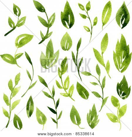 vector watercolor green leaves and branches