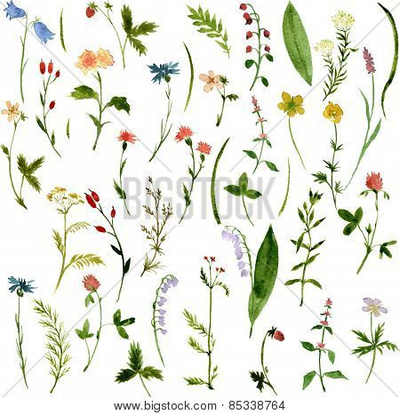 Set of watercolor drawing herbs and flowers