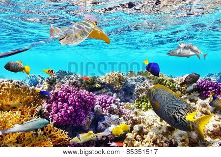 Underwater World With Corals And Tropical Fish.