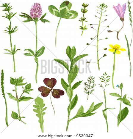 Set of watercolor drawing herbs and leaves