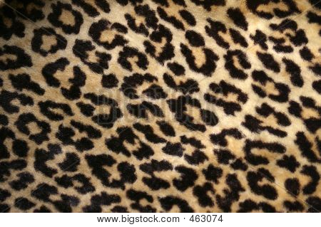 Leopard Print