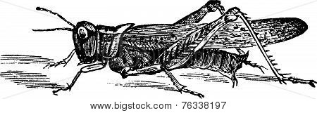 Rocky Mountain Locust Or Melanoplus Spretus Vintage Engraving