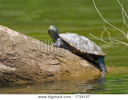 Map Turtle, Graptemys Geographica 