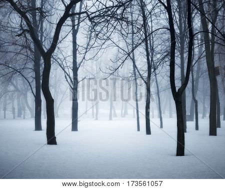 Winter Forest In Fog. Foggy Trees In The Cold Morning