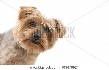 funny dog isolated face peeking from one side, surprised dog. dogguie with curiosity expression raising his ears. Hey what's up dog brown Yorkshire Terrier dog. Blurry background