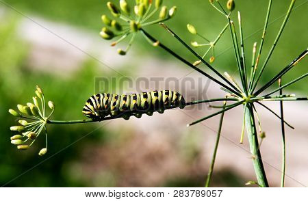 Larval Stage Of A Black Swallowtail Butterfly On A Garden Dill Plant