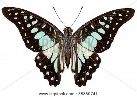 Butterfly Species Graphium Bathycles