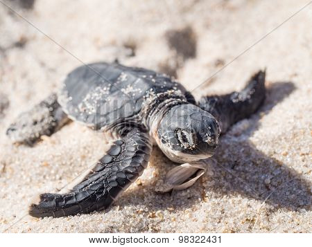 Green Turtle