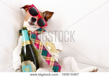 Drunk Hangover  Dog