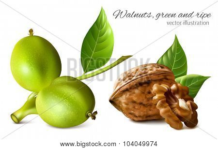 Gren and ripe walnuts with leaves and kernel. Vector illustration