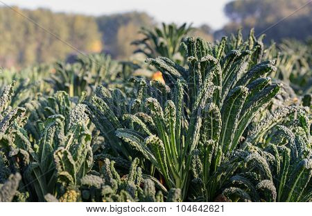 Tuscan Kale Plants In The Field