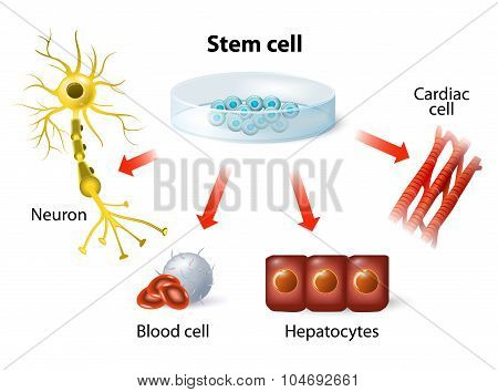 Stem Cell Application