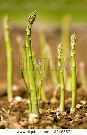 Asparagus