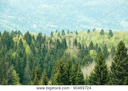 Healthy, Colorful Coniferous And Deciduous Forest