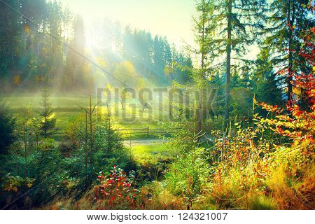 Autumn Nature scene. Beautiful morning Misty Old Forest and meadow with Sun Rays, Shadows and Fog. Forest, Park, Countryside 